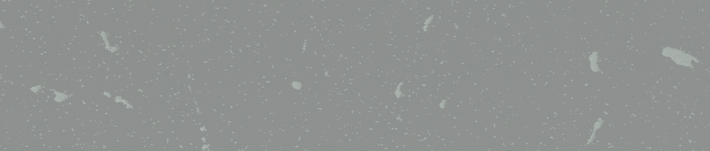 Grey Andromeda